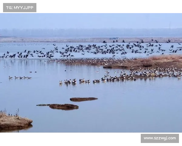 永歌森林:探索跨越时空的自然奇观与生命的永恒旋律 永歌森林:探索跨越时空的自然奇观与生命的永恒旋律
